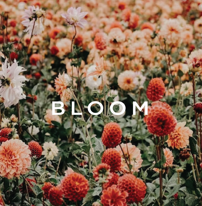 Better Than Magic Bloom Scent Collection